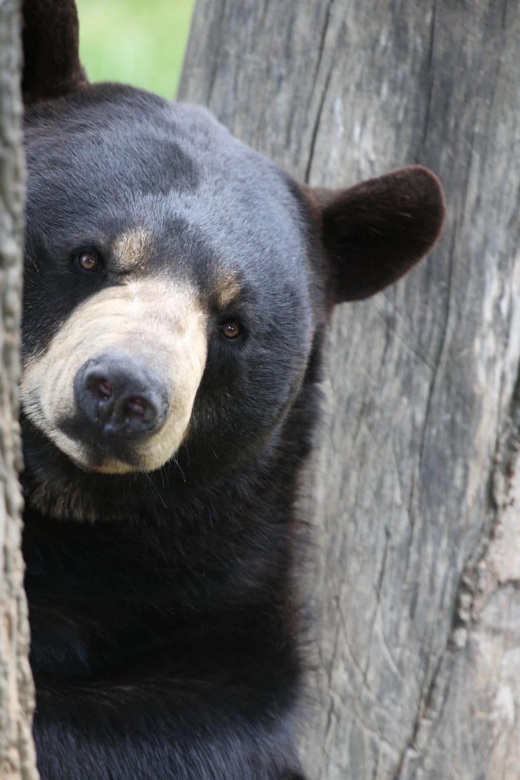 Black bear face peeking around tree