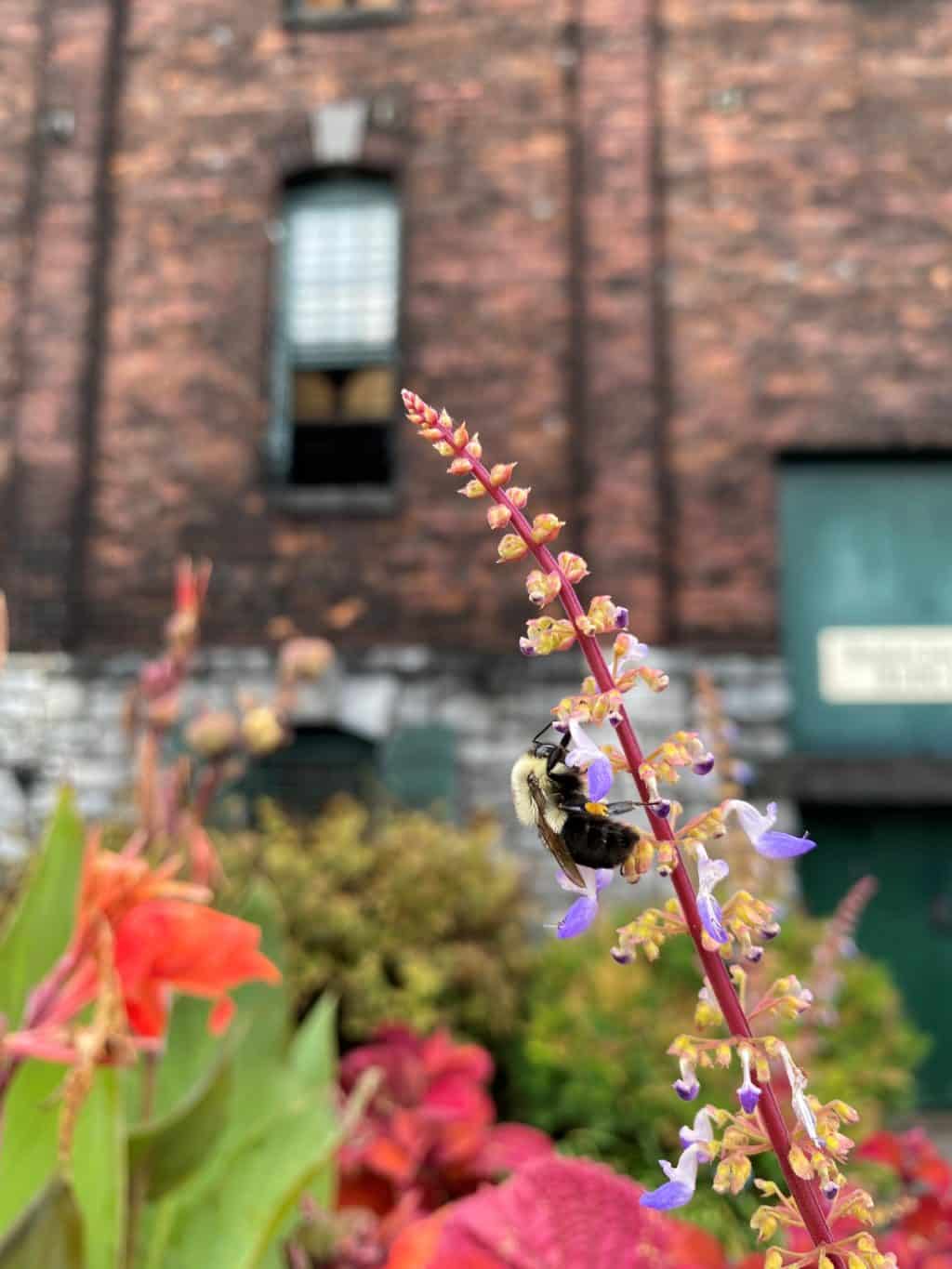 Bee on flower in front of warehouse