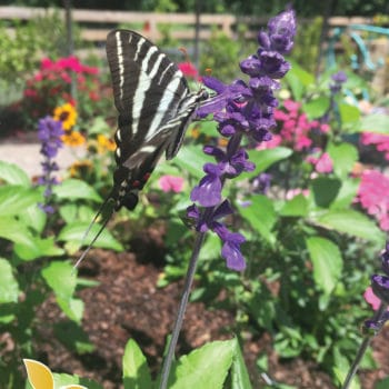 zebra swallow tail butterfly on plants